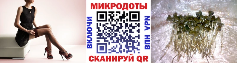 где можно купить   Калач  Псилоцибиновые грибы Psilocybe 